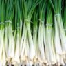 how to store spring onions