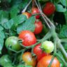 how tomato grows