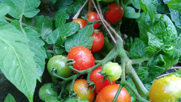 how tomato grows
