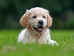 is garlic good for dogs