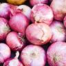 is onion a vegetable