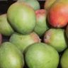 mango alisan