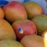 mango au