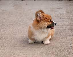 onion for dogs