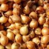 onion vs shallot