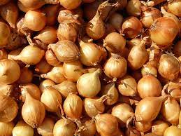 onion vs shallot