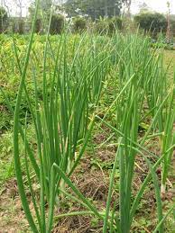 onion with leaves