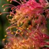 peaches and cream grevillea
