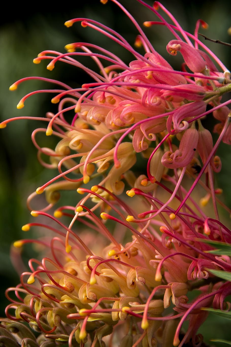 peaches and cream grevillea