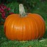 pumpkin health benefits