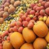 pumpkin varieties