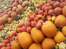 pumpkin varieties