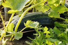 time lapse of how zucchini grows