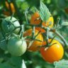 tomato for sunburn