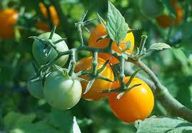 tomato for sunburn