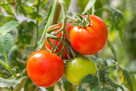 tomato is a fruit or vegetable