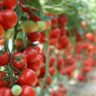 tomato to grow