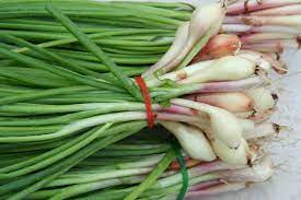 what are green onions