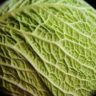 what cabbage is best for sauerkraut