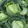 what cabbage is better for you