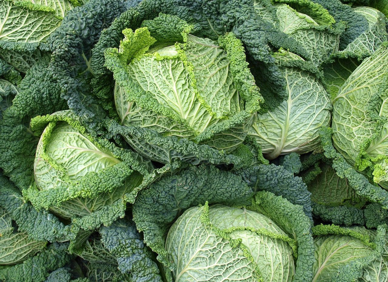 what cabbage is better for you