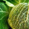 what cabbage is healthiest