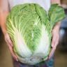what cabbage is used for kimchi
