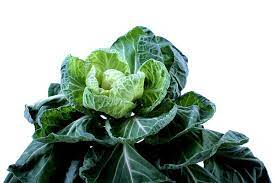 what cabbage is used for sauerkraut