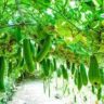 what not to plant near zucchini