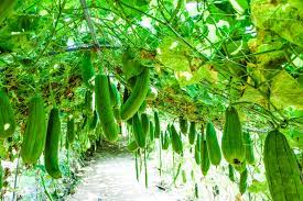what not to plant near zucchini