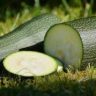 when can zucchini be planted outside