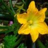 when do zucchini flowers open