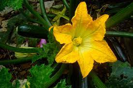 when do zucchini flowers open
