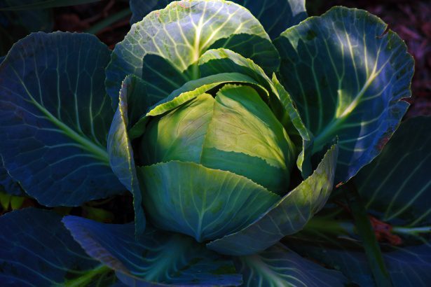 when does cabbage grow