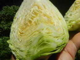 when does cabbage turns yellow