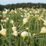 when does garlic bloom