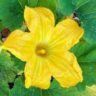 when does zucchini leaves turn yellow