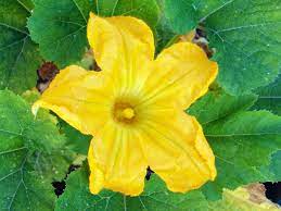 when does zucchini leaves turn yellow