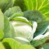 When Is Cabbage Bitter