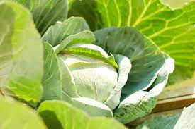 When Is Cabbage Bitter