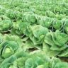 When Is Cabbage Ready To Pick