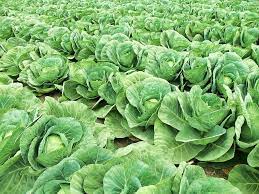 When Is Cabbage Ready To Pick