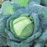 when is it cabbage season