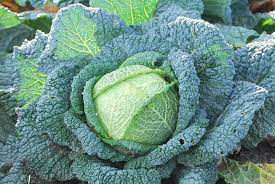 when is it cabbage season