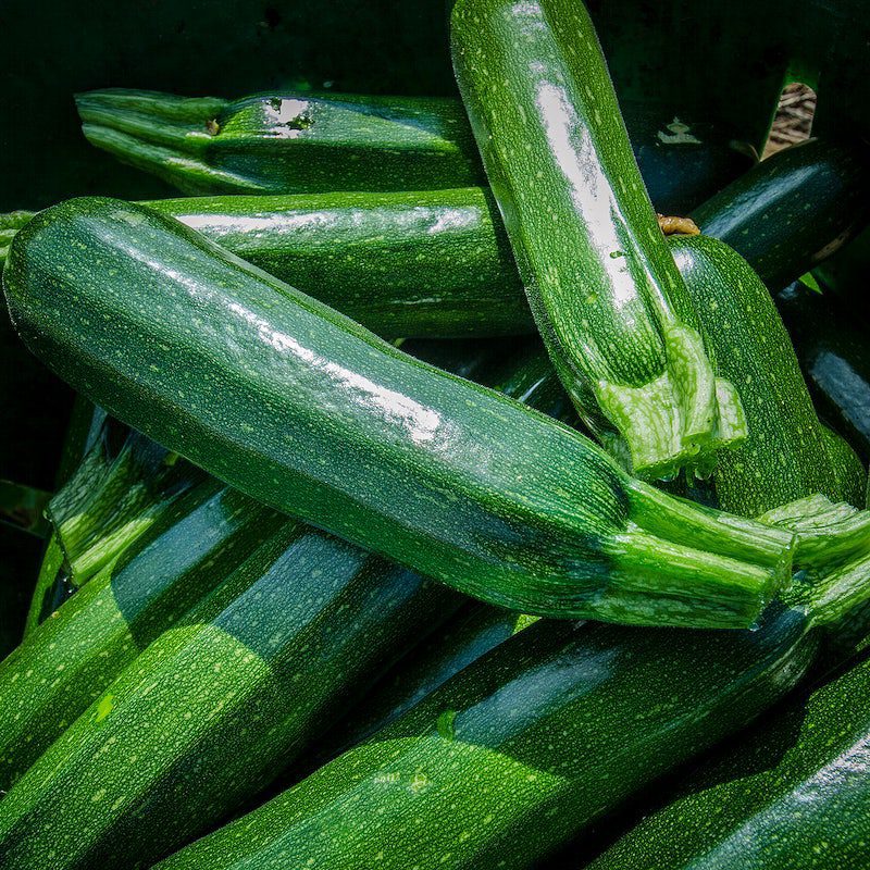 when is zucchini ready to pick