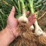 when to harvest garlic