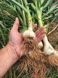 When To Harvest Garlic Auscrops Com Au   When To Harvest Garlic 