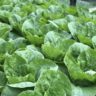 when to plant cabbage outside
