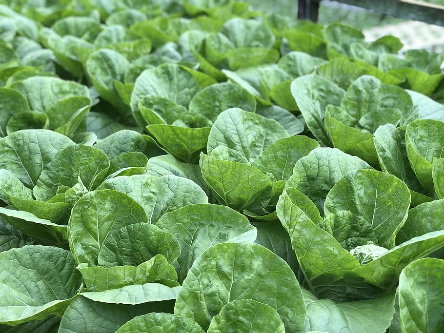 when to plant cabbage outside