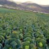 where did cabbage originate